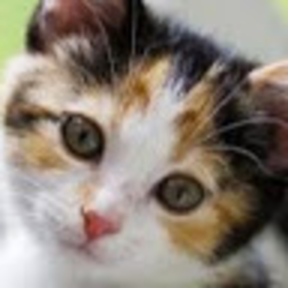 Meet your Posher, Julia